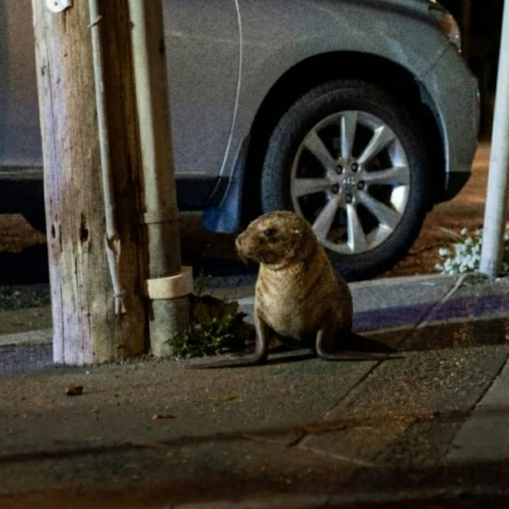 Baby Sea Lion Found Napping Against a Utility Pole in the Outer Sunset, Now Has a Name