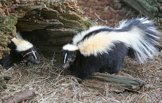 Baby Skunks Invade L.A. Yards as Stink Season Hits - What You Need To Know