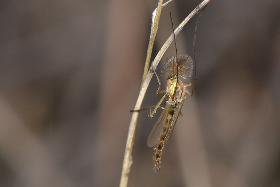 Back River Bugs Out As Essex Locals Rip County Midge Plan