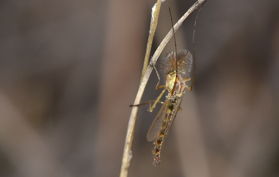 Back River Bugs Out As Essex Locals Rip County Midge Plan