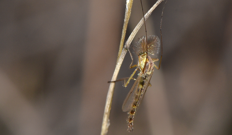 Back River Bugs Out As Essex Locals Rip County Midge Plan