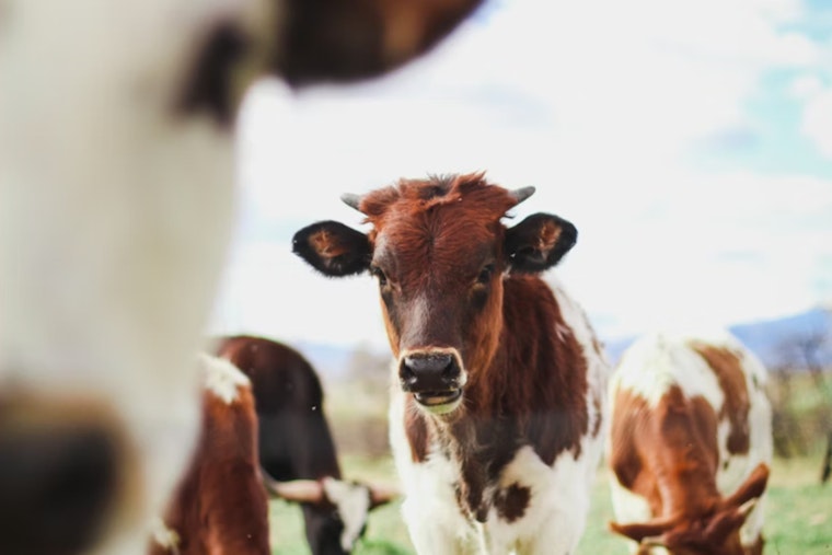 Back-Road Cow Mutilations Still Spook Three Texas Counties