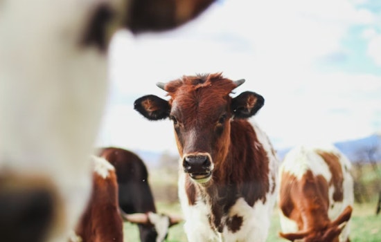 Back-Road Cow Mutilations Still Spook Three Texas Counties