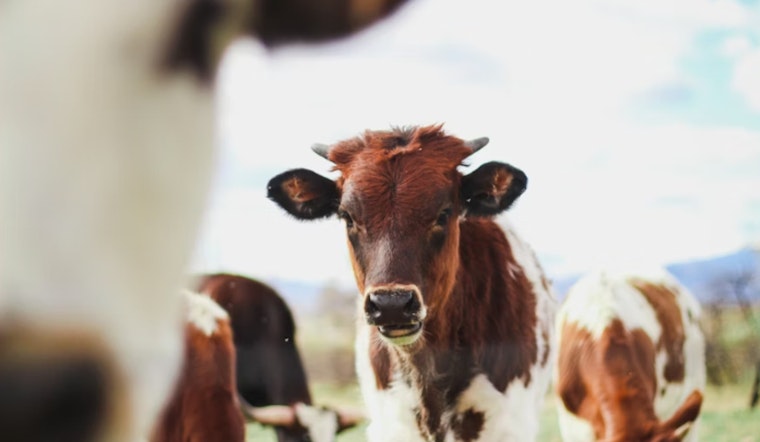 Back-Road Cow Mutilations Still Spook Three Texas Counties