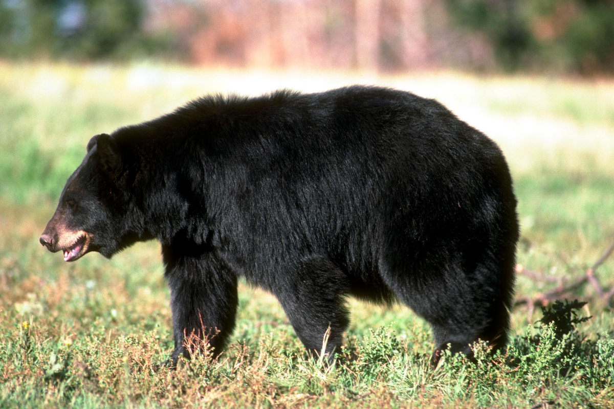 Backyard Bear Boom Has Baltimore Burbs On Edge