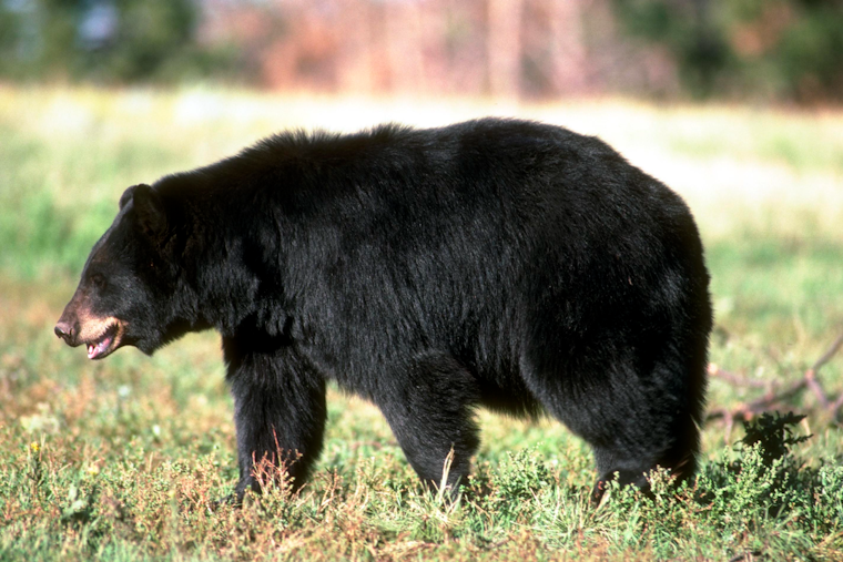 Backyard Bear Boom Has Baltimore Burbs On Edge