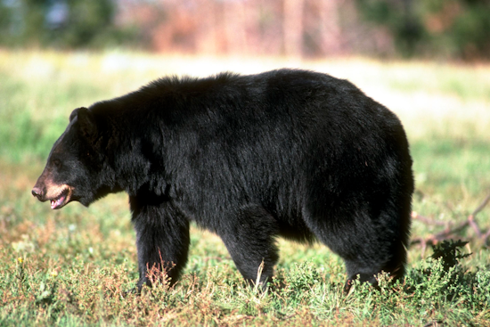 Backyard Bear Boom Has Baltimore Burbs On Edge