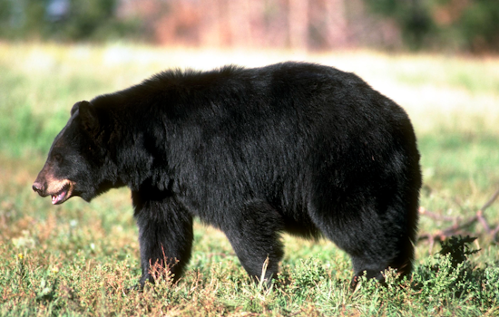Backyard Bear Boom Has Baltimore Burbs On Edge
