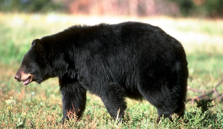 Backyard Bear Boom Has Baltimore Burbs On Edge