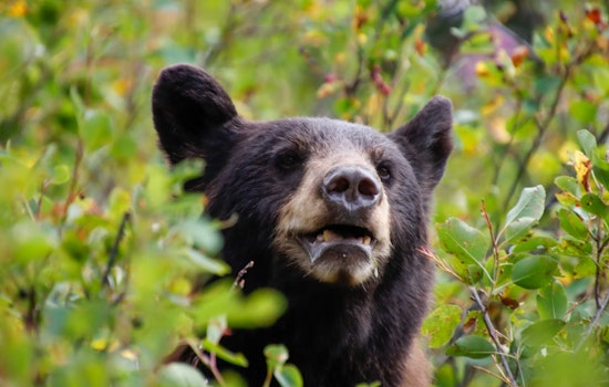 Backyard Bears Creep Into Triangle Neighborhoods As Population Surges