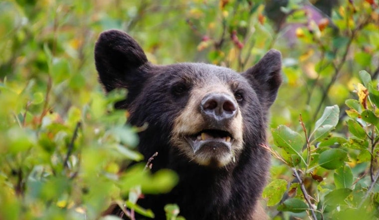 Backyard Bears Creep Into Triangle Neighborhoods As Population Surges