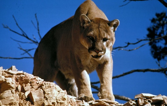 Backyard Big Cat Shock As Mountain Lion Creeps Along Mountains Edge Wall