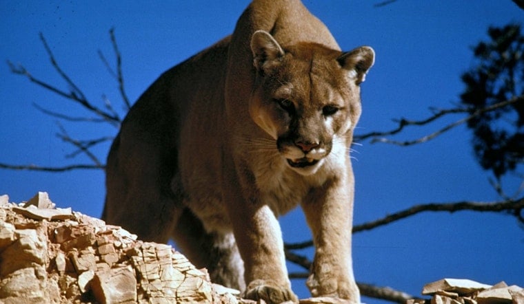 Backyard Big Cat Shock As Mountain Lion Creeps Along Mountains Edge Wall