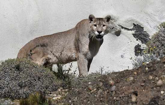 Backyard Horror In Yucaipa As Mountain Lion Kills Two Big Family Dogs