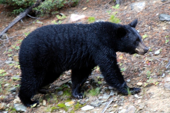 Backyard Intruder: Black Bear Casually Cruises Through Shirley Yard Before Slipping Into Woods