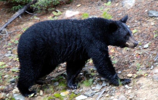 Backyard Intruder: Black Bear Casually Cruises Through Shirley Yard Before Slipping Into Woods