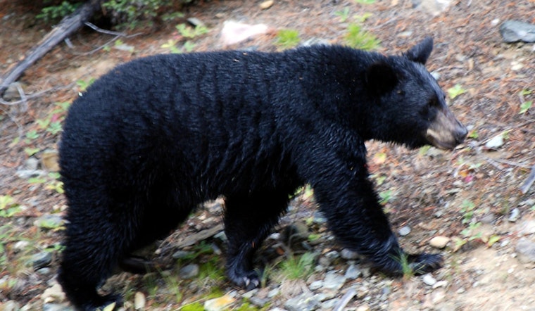 Backyard Intruder: Black Bear Casually Cruises Through Shirley Yard Before Slipping Into Woods