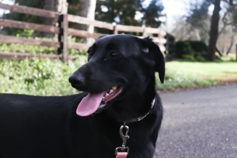 Ballard Doggy Daycare Horror, Ex-Worker Set To Admit Killing Of Lab Mitch