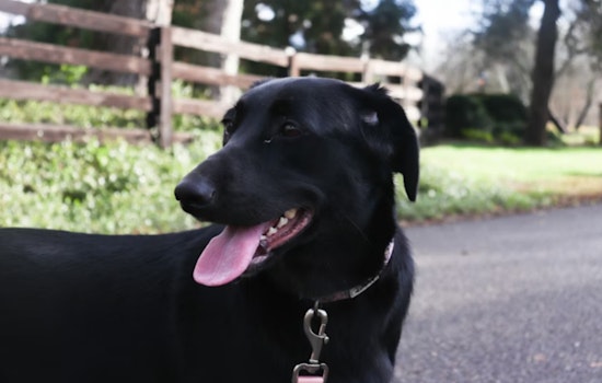 Ballard Doggy Daycare Horror, Ex-Worker Set To Admit Killing Of Lab Mitch