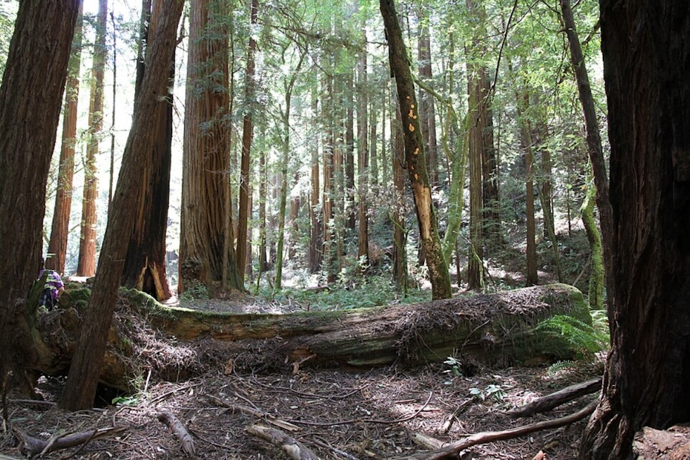 Bay Area's Stately Redwoods Start Looking Rough As Fog Fades And Thirst Rises