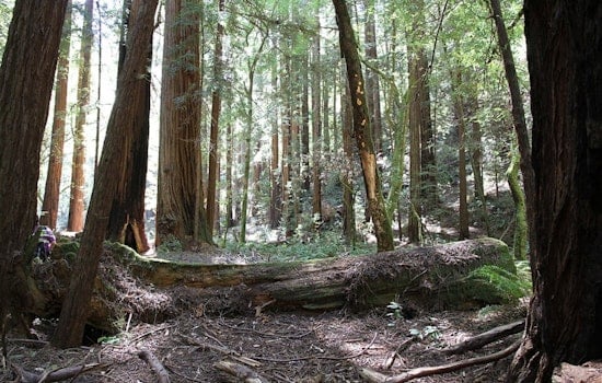 Bay Area's Stately Redwoods Start Looking Rough As Fog Fades And Thirst Rises