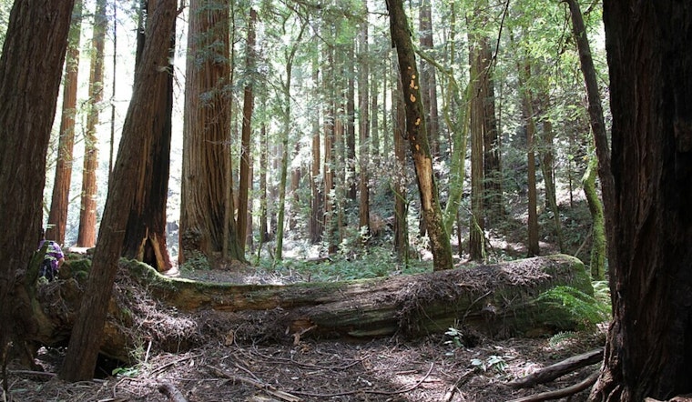 Bay Area's Stately Redwoods Start Looking Rough As Fog Fades And Thirst Rises