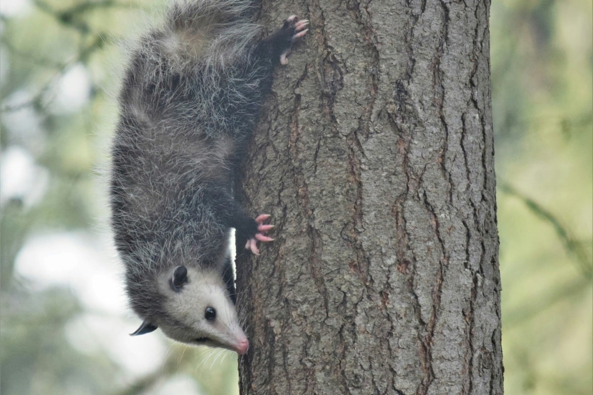 Baychester dog attack on opossum sparks cruelty probe