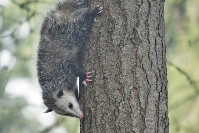 Baychester Block Shaken After Dog Mauls Opossum As Owner Looks On