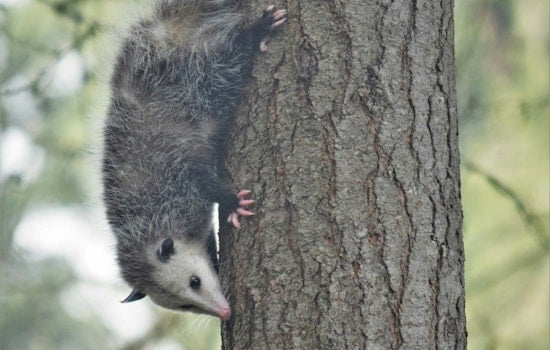 Baychester Block Shaken After Dog Mauls Opossum As Owner Looks On