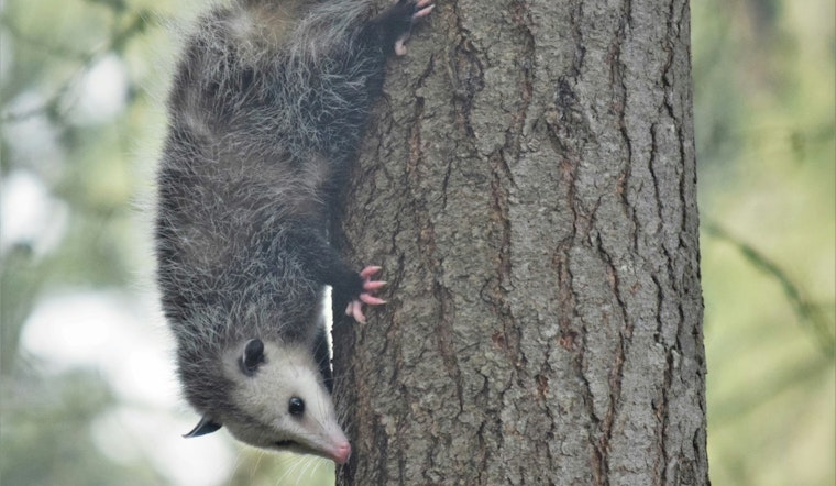 Baychester Block Shaken After Dog Mauls Opossum As Owner Looks On