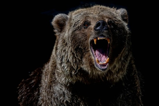 Bear Sighting Shakes Up Rockville Hills, Fairfield Issues Safety Alert