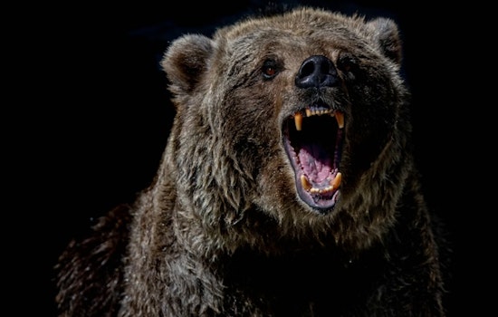 Bear Sighting Shakes Up Rockville Hills, Fairfield Issues Safety Alert