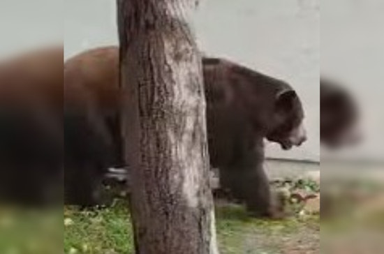 Bear Wanders Into Fillmore Neighborhood, Hides Under RV