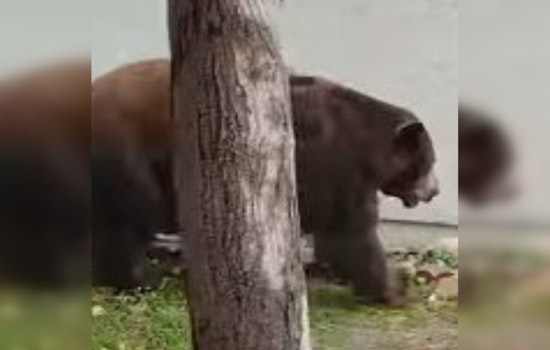 Bear Wanders Into Fillmore Neighborhood, Hides Under RV