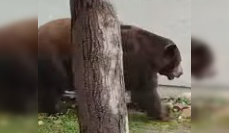 Bear Wanders Into Fillmore Neighborhood, Hides Under RV
