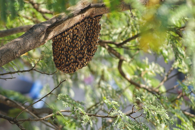 Bee Swarm Grounds American Flight at Charlotte Douglas