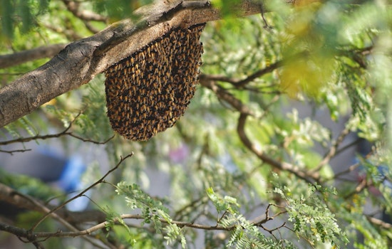 Bee Swarm Grounds American Flight at Charlotte Douglas