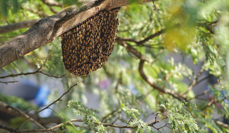 Bee Swarm Grounds American Flight at Charlotte Douglas