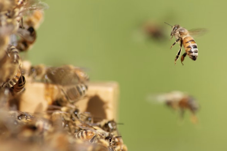 Bee Swarm Turns Summerlin Dog Walk Into Park Nightmare