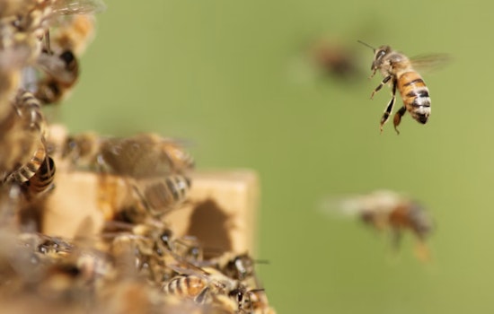 Bee Swarm Turns Summerlin Dog Walk Into Park Nightmare