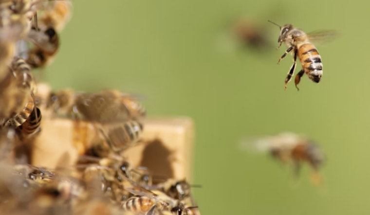 Bee Swarm Turns Summerlin Dog Walk Into Park Nightmare