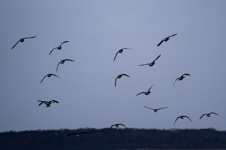 Bird Traffic Jam: Night Skies Over Washington Packed As Lights Put Migrants At Risk