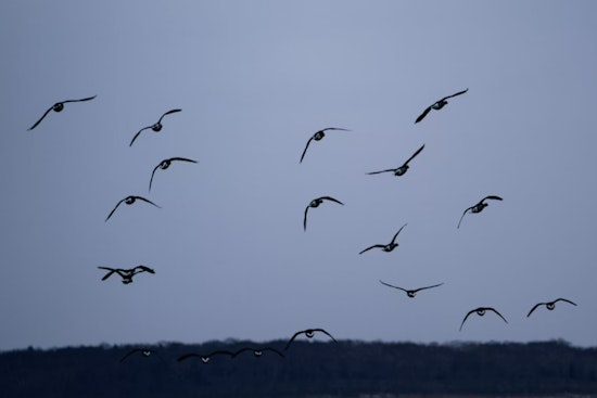 Bird Traffic Jam: Night Skies Over Washington Packed As Lights Put Migrants At Risk
