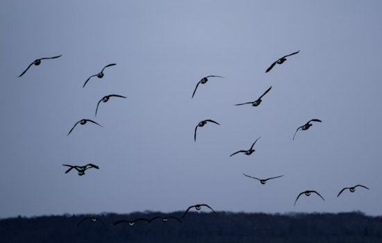 Bird Traffic Jam: Night Skies Over Washington Packed As Lights Put Migrants At Risk