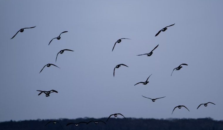Bird Traffic Jam: Night Skies Over Washington Packed As Lights Put Migrants At Risk
