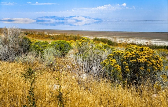Biting Gnat Invasion On Antelope Island Shuts Down Buffalo Run