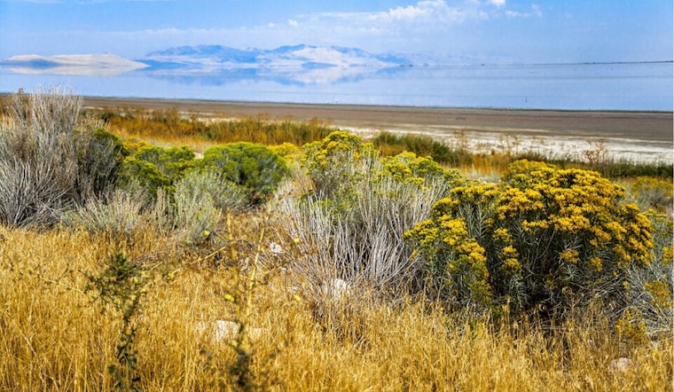 Biting Gnat Invasion On Antelope Island Shuts Down Buffalo Run