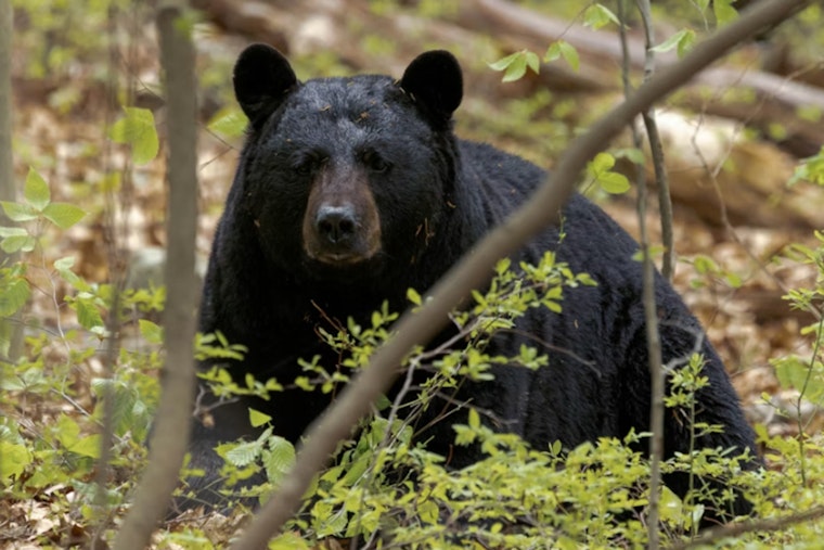 Black Bear Sighted in West Vincent Township, Chester County