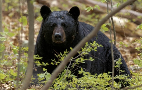 Black Bear Sighted in West Vincent Township, Chester County