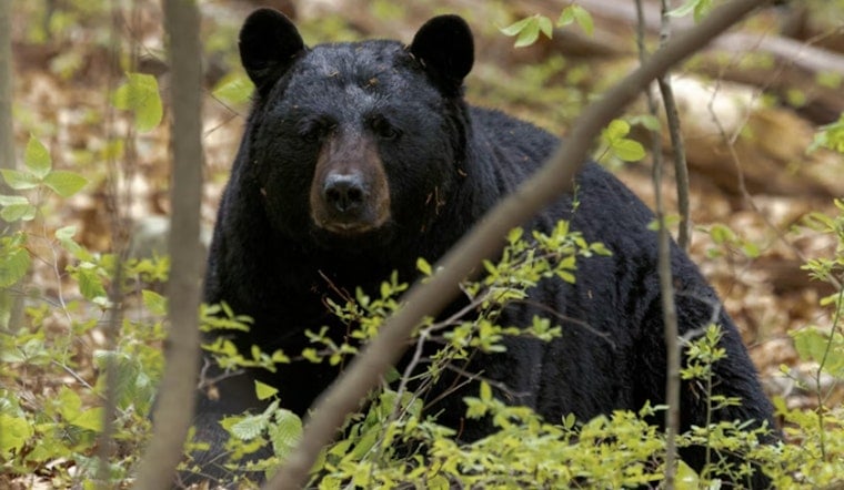 Black Bear Sighted in West Vincent Township, Chester County